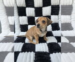 Small Photo #2 Chihuahua-Unknown Mix Puppy For Sale in San Francisco, CA, USA