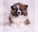 Small Photo #73 Pomeranian Puppy For Sale in WARSAW, IN, USA
