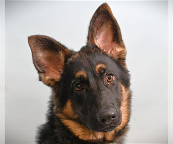 Medium Photo #1 German Shepherd Dog Puppy For Sale in Fort Collins, CO, USA