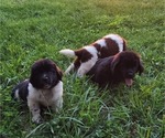 Small Photo #5 Newfoundland Puppy For Sale in LIBERTY, KY, USA
