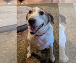 Small #5 Beagle Mix