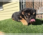 Small #17 English Bulldog