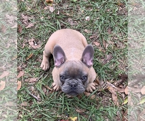 French Bulldog Puppy for sale in TAMPA, FL, USA