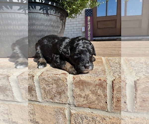 Medium Photo #33 Aussiedoodle Miniature  Puppy For Sale in ROCK HILL, SC, USA
