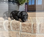 Small Photo #33 Aussiedoodle Miniature  Puppy For Sale in ROCK HILL, SC, USA