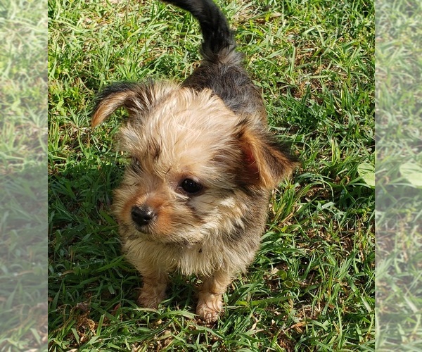 Medium Photo #17 Shorkie Tzu Puppy For Sale in NEVADA, TX, USA