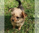 Small Photo #17 Shorkie Tzu Puppy For Sale in NEVADA, TX, USA