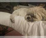 Small #11 Shih Tzu