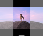 Puppy Rip Aussiedoodle-Australian Cattle Dog Mix