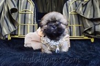 Small Photo #41 Shih Tzu Puppy For Sale in HAYWARD, CA, USA