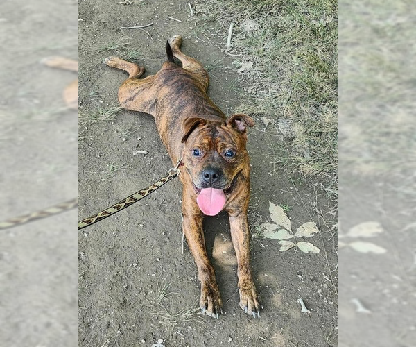 Medium Photo #5 American Staffordshire Terrier-Boxer Mix Puppy For Sale in Brewster, NY, USA