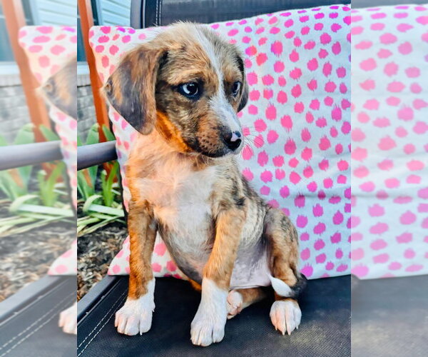 Medium Photo #2 Australian Shepherd-Unknown Mix Puppy For Sale in Claremore, OK, USA