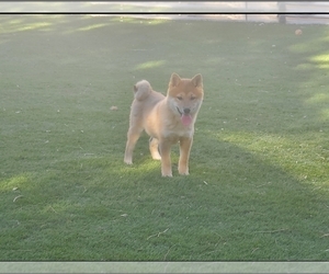 Shiba Inu Dogs for adoption in LAS VEGAS, NV, USA