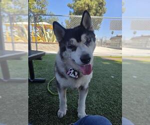 Siberian Husky Dogs for adoption in Downey, CA, USA