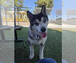 Small Siberian Husky