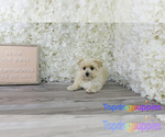 Small Photo #3 Mal-Shi-Poogle Mix Puppy For Sale in FULLERTON, CA, USA