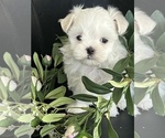 Small #3 Maltese