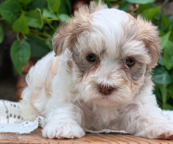Medium Photo #41 Havanese Puppy For Sale in GOSHEN, IN, USA