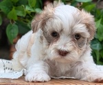 Small Photo #41 Havanese Puppy For Sale in GOSHEN, IN, USA