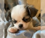 Puppy Puppy 1 Shih Tzu