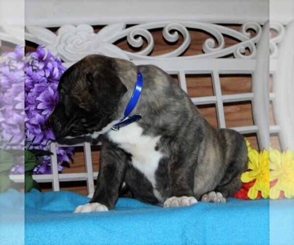 Medium Photo #4 Boerboel Puppy For Sale in NOTTINGHAM, PA, USA