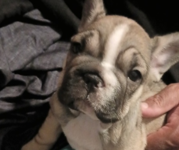 Medium Photo #7 French Bulldog Puppy For Sale in DENVER, CO, USA