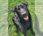 Small Labrador Retriever Mix