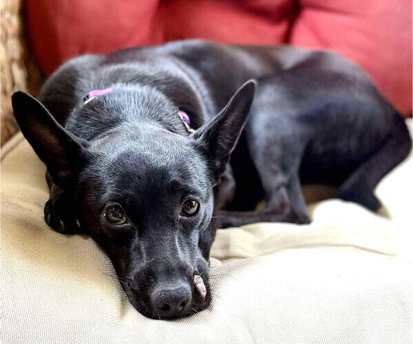 Medium Photo #10 Mutt Puppy For Sale in Boonton, NJ, USA