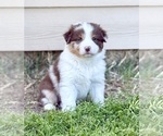 Puppy Emerald Australian Shepherd