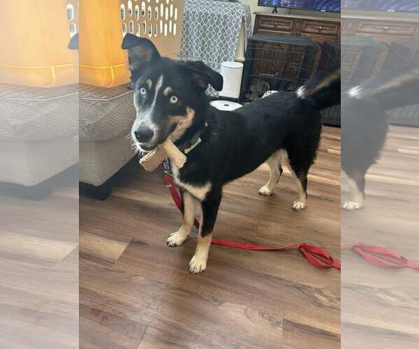 Medium Photo #2 Huskies -Unknown Mix Puppy For Sale in Woodbury, NY, USA