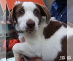 Small #3 Mutt