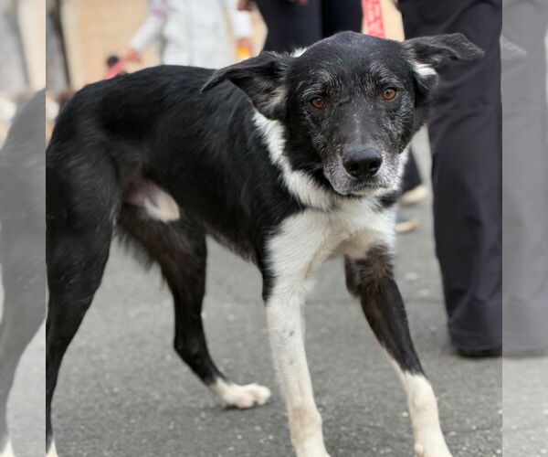 Medium Photo #10 Border Collie Puppy For Sale in Canton, CT, USA