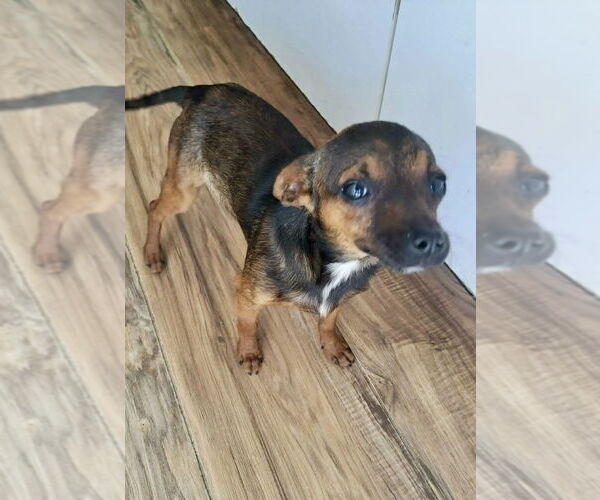 Medium Photo #8 Chipin Puppy For Sale in San Diego, CA, USA