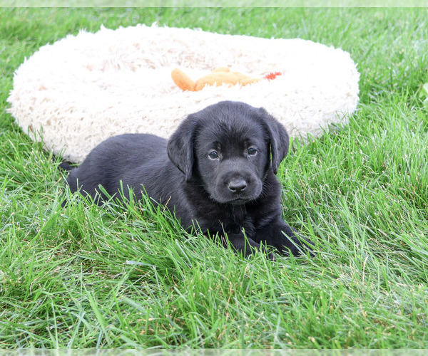 Medium Photo #4 Labrador Retriever Puppy For Sale in SYRACUSE, IN, USA