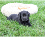 Small #3 Labrador Retriever