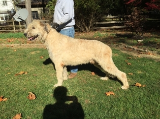 Irish Wolfhound Puppy for sale in Ottawa Hills, OH, USA