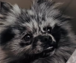 Father of the Pomeranian puppies born on 06/02/2026