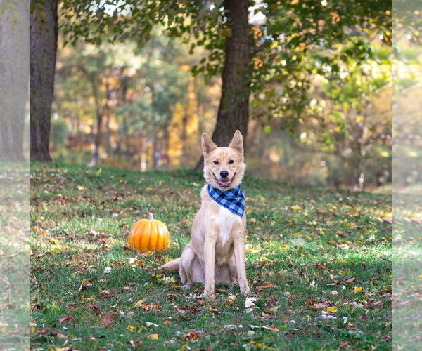 Medium Photo #1 Labrador Retriever-Unknown Mix Puppy For Sale in Unionville, PA, USA