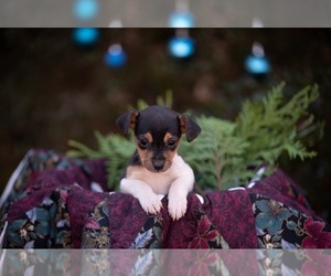 Rat Terrier Puppy for sale in ALBEMARLE, NC, USA