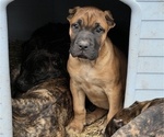 Small Photo #3 Presa Canario Puppy For Sale in LEVITTOWN, PA, USA