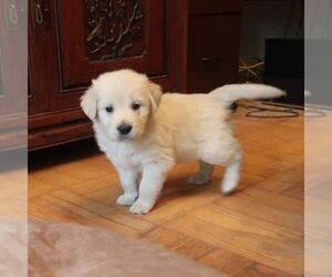 Golden Retriever Puppy for sale in SAINT PETERS, MO, USA