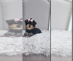 Yorkshire Terrier Puppy for sale in INDIANAPOLIS, IN, USA