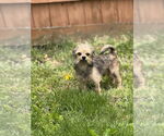Small #2 Mutt