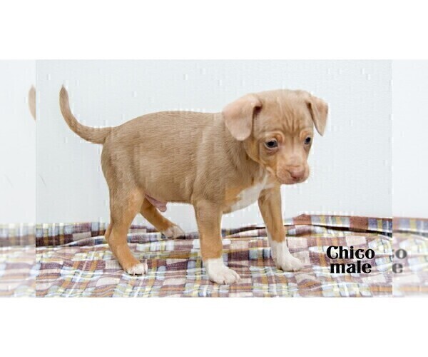 Medium Photo #12 Chihuahua Puppy For Sale in CLARE, MI, USA