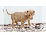 Small #11 Chihuahua