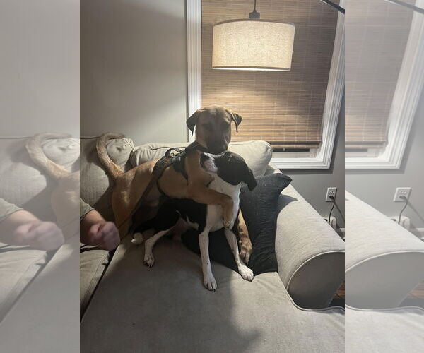 Medium Photo #7 Mutt Puppy For Sale in Shelburne, VT, USA