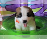 Small #2 Saint Bernard