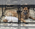 Small #8 German Shepherd Dog