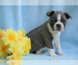 Boston Terrier Puppy for sale in FREDERICKSBG, OH, USA