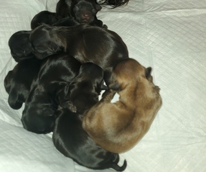 Shih Tzu Puppy for sale in JERSEY VILLAGE, TX, USA